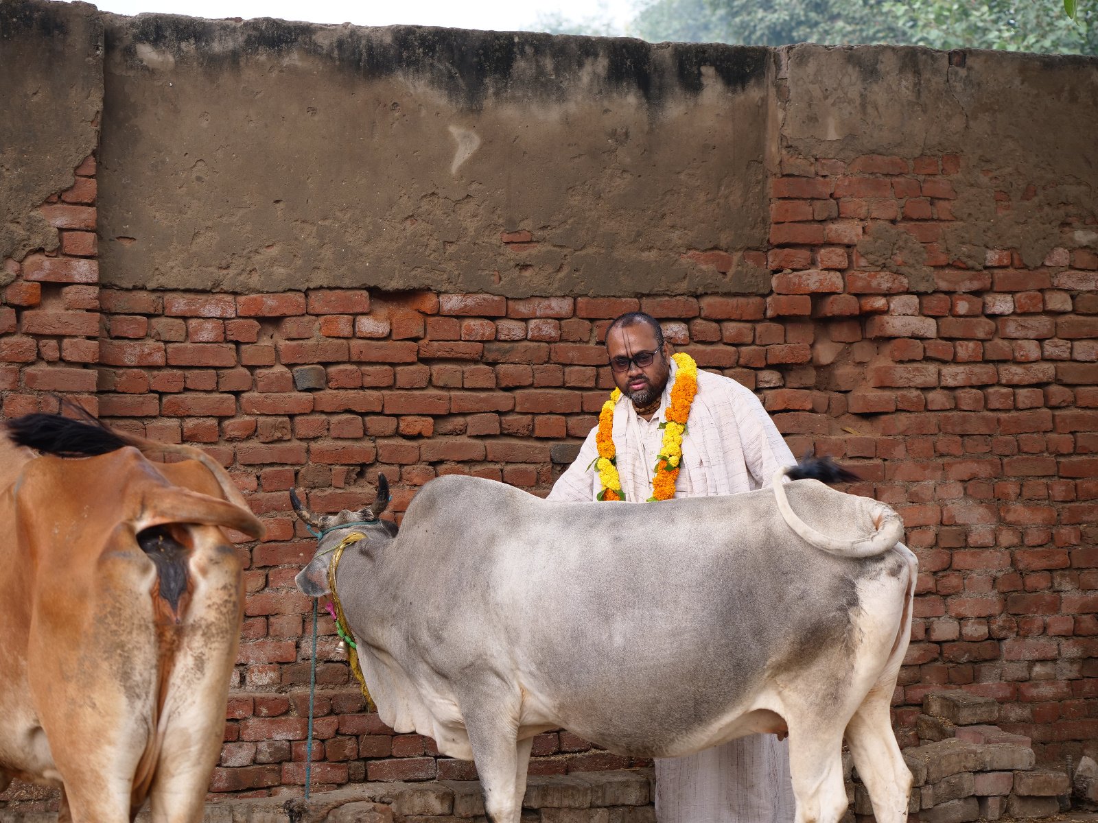  20 Gopashtami Radha kunda Govardhan 19.11.04
